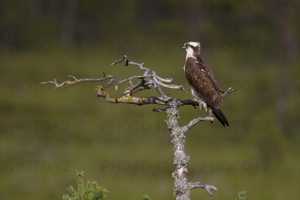 Osprey or Sea Hawk (Pandion haliaetus)