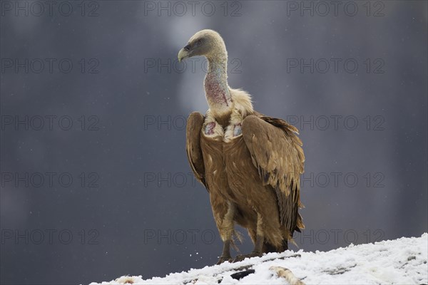 Griffon Vulture (Gyps fulvus)
