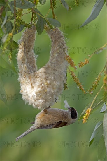 Eurasian Penduline Tit or European Penduline Tit (Remiz pendulinus)