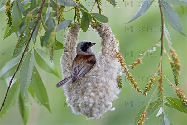 Eurasian Penduline Tit or European Penduline Tit (Remiz pendulinus)