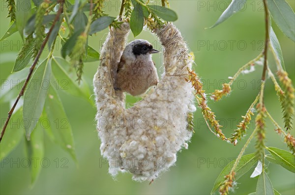 Eurasian Penduline Tit or European Penduline Tit (Remiz pendulinus)