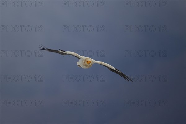 Egyptian Vulture (Neophron percnopterus) in flight