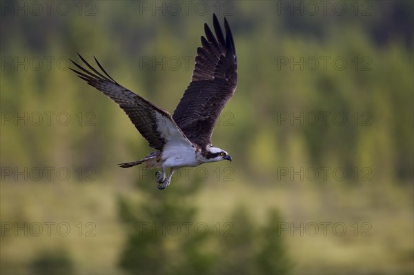 Osprey or Sea Hawk (Pandion haliaetus) in flight