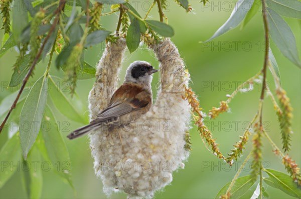 Eurasian Penduline Tit or European Penduline Tit (Remiz pendulinus)