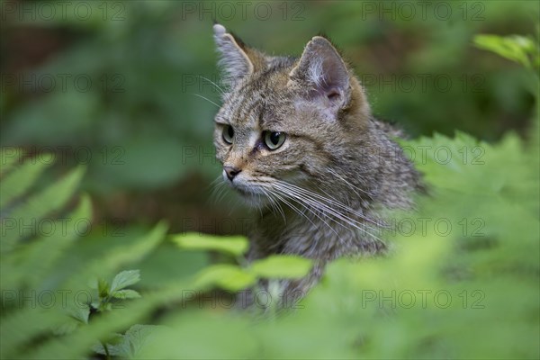 Wildcat (Felis silvestris)