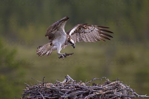 Osprey or Sea Hawk (Pandion haliaetus) with nesting material approaching to land on an eyrie