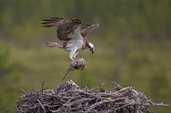 Osprey or Sea Hawk (Pandion haliaetus) with nesting material approaching to land on an eyrie