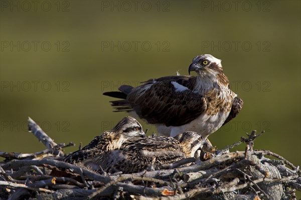 Osprey or Sea Hawk (Pandion haliaetus) on an eyrie with young birds