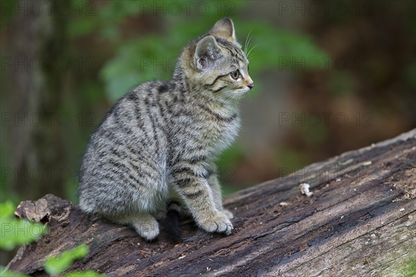 Wildcat (Felis silvestris)