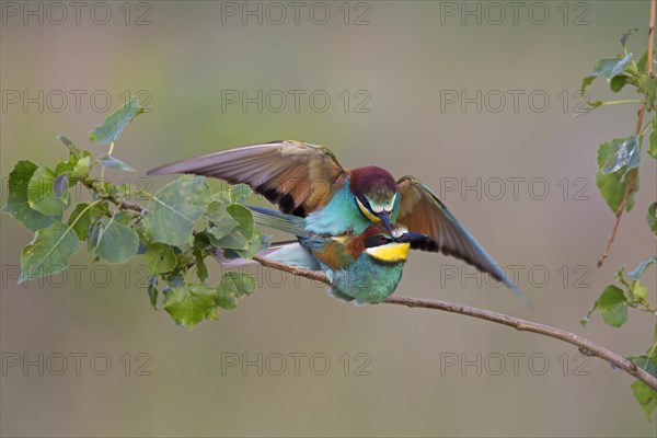 Bee-eaters (Merops apiaster)