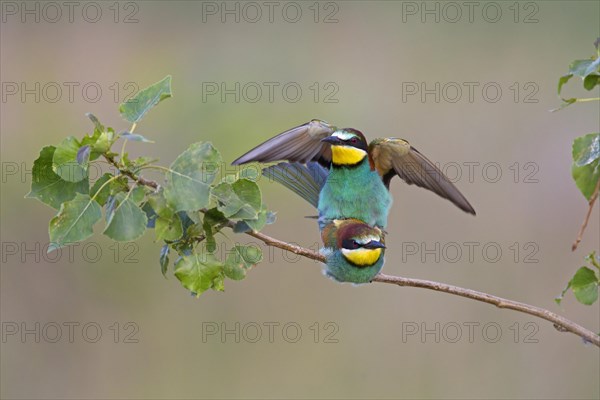 Bee-eaters (Merops apiaster)