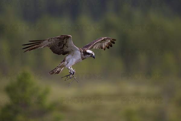 Osprey or Sea Hawk (Pandion haliaetus) with nesting material approaching to land on an eyrie