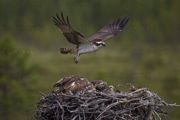 Osprey or Sea Hawk (Pandion haliaetus)