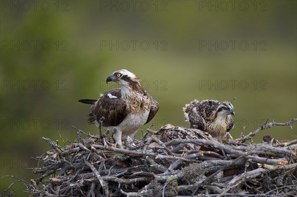 Osprey or Sea Hawk (Pandion haliaetus) on an eyrie with young birds