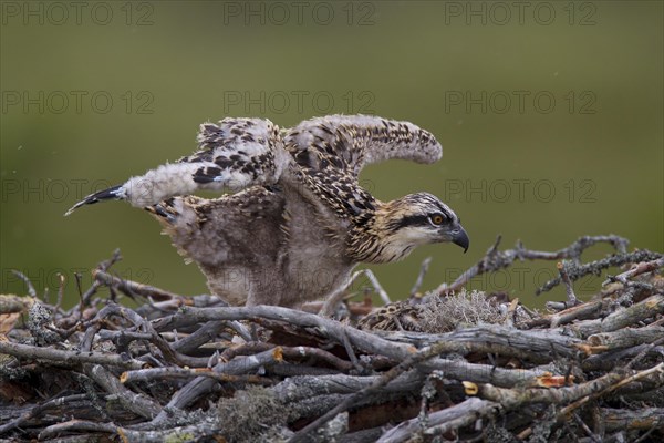 Osprey or Sea Hawk (Pandion haliaetus)