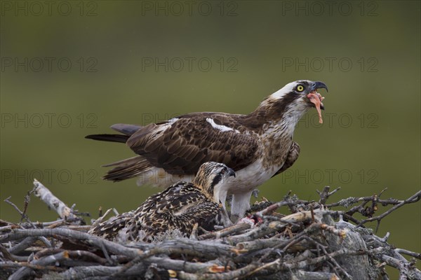 Osprey or Sea Hawk (Pandion haliaetus) feeding young birds on an eyrie