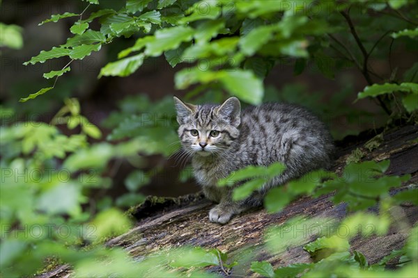 Wildcat (Felis silvestris)