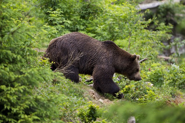 Brown Bear (Ursus arctos)