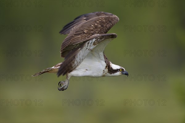 Osprey or Sea Hawk (Pandion haliaetus) in flight