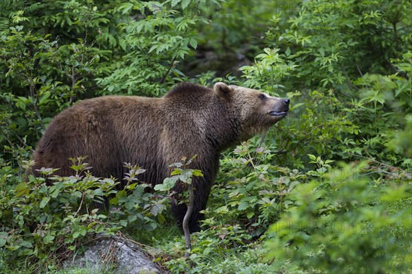 Brown Bear (Ursus arctos)