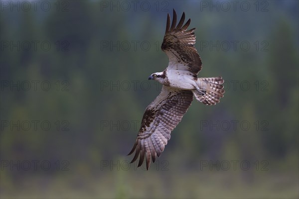 Osprey or Sea Hawk (Pandion haliaetus) in flight