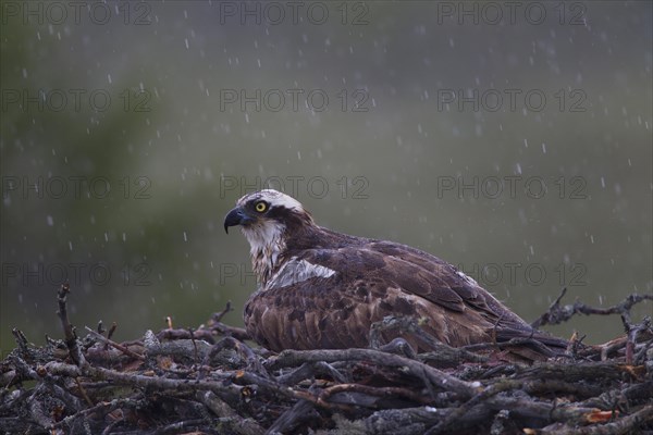 Osprey or Sea Hawk (Pandion haliaetus) in an aerie