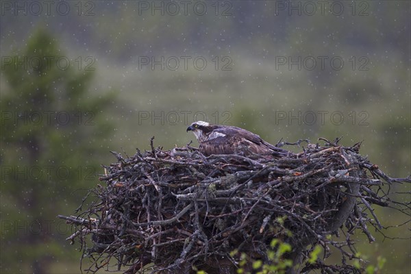 Osprey or Sea Hawk (Pandion haliaetus) in an aerie