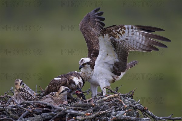 Ospreys or Sea Hawks (Pandion haliaetus)