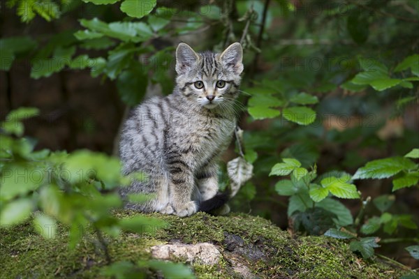 Wildcat (Felis silvestris)