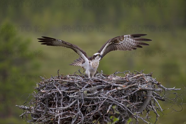 Osprey or Sea Hawk (Pandion haliaetus) on an aerie with chicks