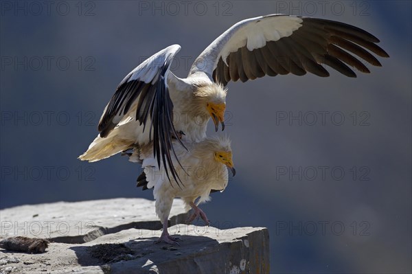 Egyptian Vultures (Neophron percnopterus)