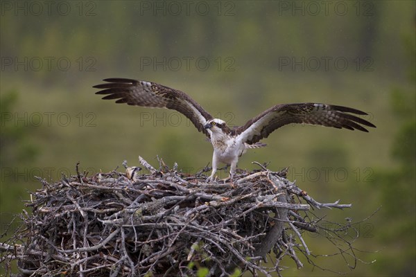 Osprey or Sea Hawk (Pandion haliaetus) landing on an aerie