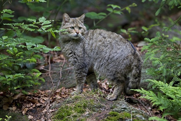 Wildcat (Felis silvestris)