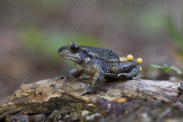 Common Midwife Toad (Alytes obstetricans)