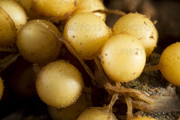 Common Midwife Toad (Alytes obstetricans)