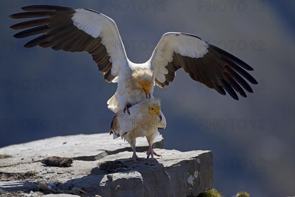 Egyptian Vultures (Neophron percnopterus)