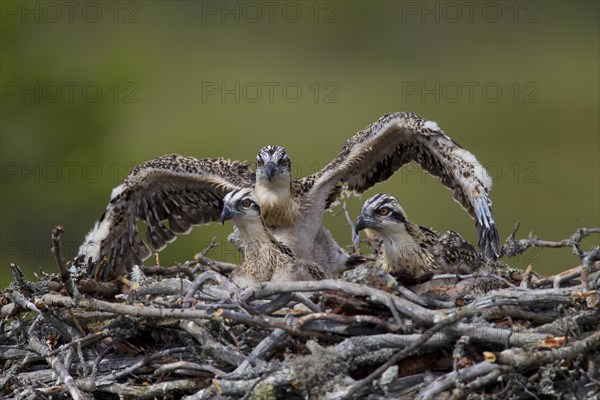 Osprey or Sea Hawk (Pandion haliaetus) chicks in an aerie