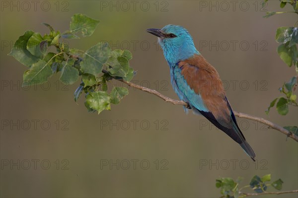 European Roller (Coracias garrulus)