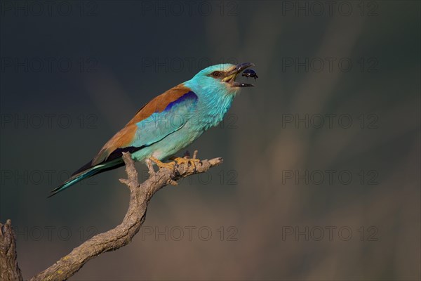 European Roller (Coracias garrulus) with beetle