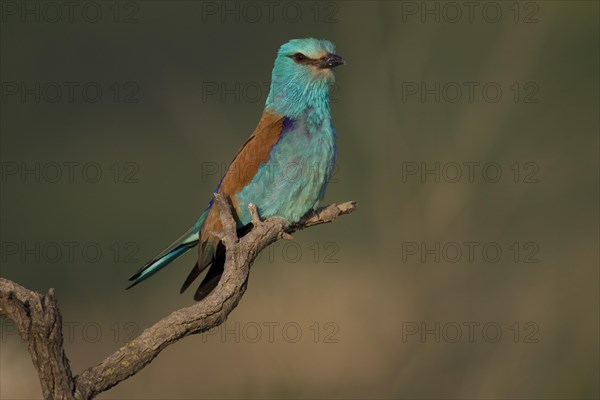 European Roller (Coracias garrulus)