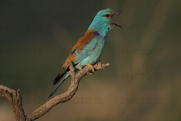 European Roller (Coracias garrulus)