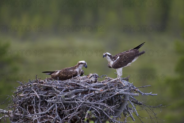 Ospreys or Sea Hawks (Pandion haliaetus)