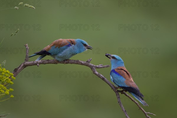 European Roller (Coracias garrulus)