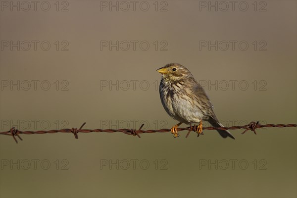 Corn Bunting (Emberiza calandra)