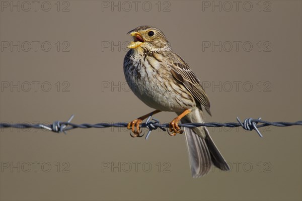 Corn Bunting (Emberiza calandra)