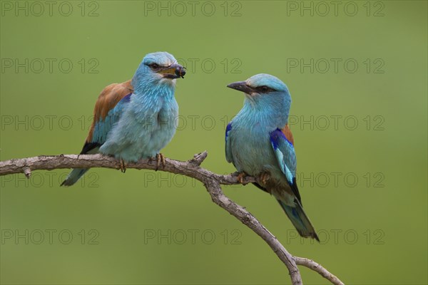 European Roller (Coracias garrulus)