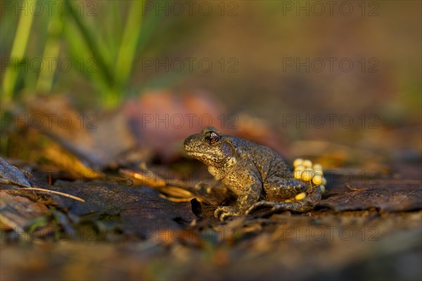 Common Midwife Toad (Alytes obstetricans)