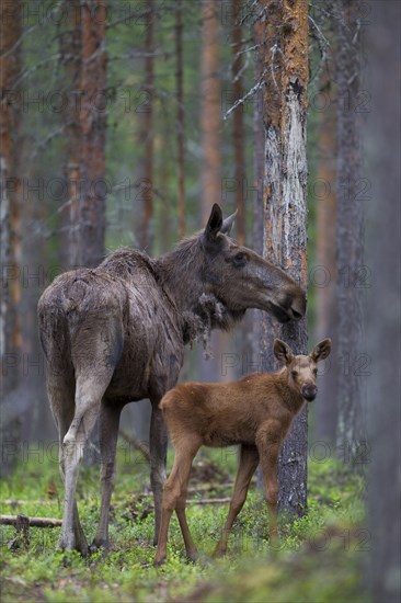 Eurasian Elk or Moose (Alces alces)