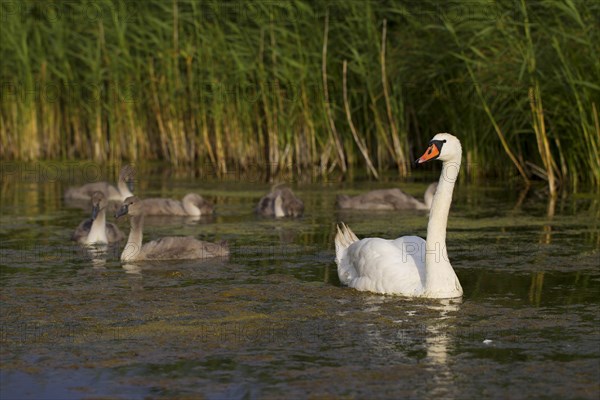 Mute Swans (Cygnus olor)