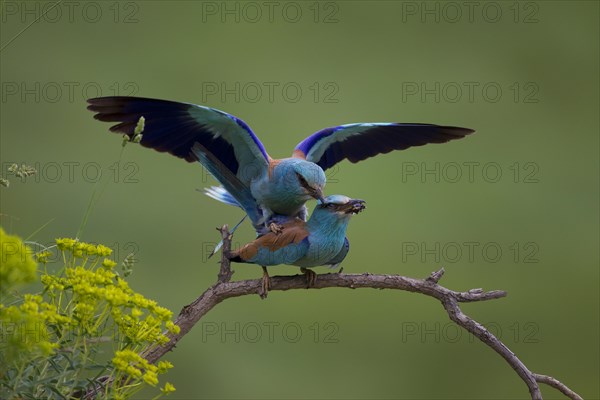 European Roller (Coracias garrulus)